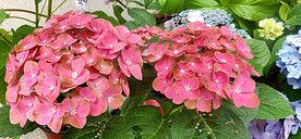 绣球花开