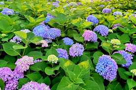 球花开
