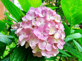 绣球花开