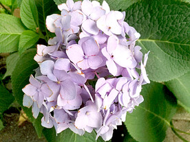 绣球花开