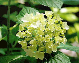 绣球花开