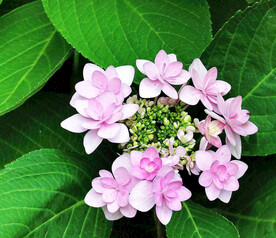 绣球花开