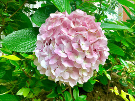 绣球花开