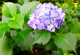 绣球花开
