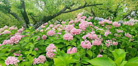 绣球花开