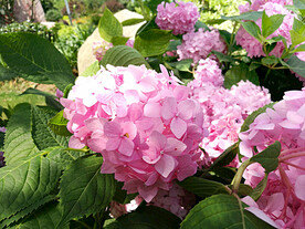绣球花开
