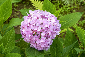 绣球花开