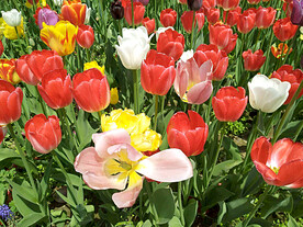 郁金香花开