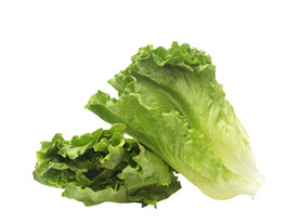 生菜