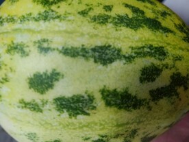 瓜皮花纹