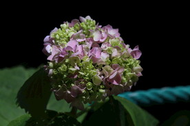 绣球花