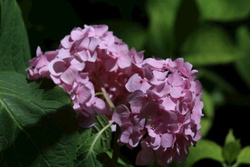 绣球花