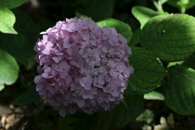 绣球花 
