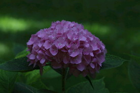 绣球花 