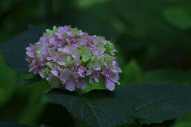 绣球花 