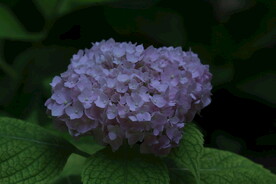 绣球花