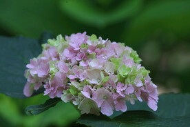 绣球花