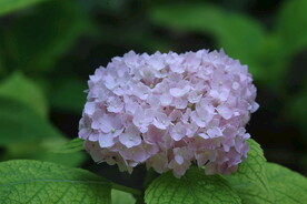 绣球花