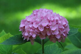 绣球花 