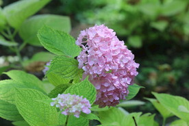 绣球花