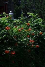 凌霄花 