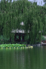 陶然亭风景 