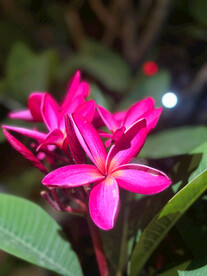 鸡蛋花