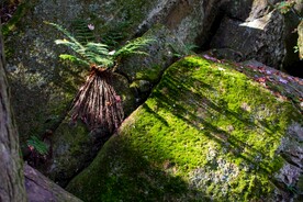 青石苔藓