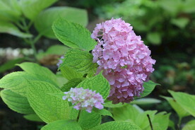 绣球花 