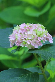 绣球花 