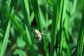 蜻蜓蜕壳