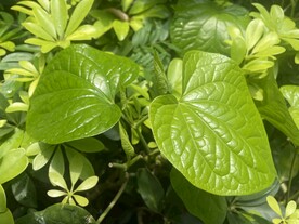 配菜