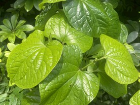 假蒌菜