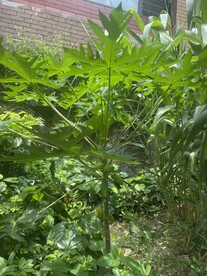 木瓜植物
