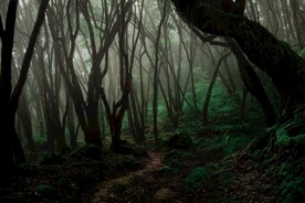 丛林雨林背景