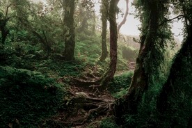 热带雨林