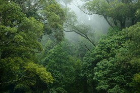热带雨林