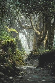 热带雨林