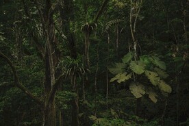 热带雨林
