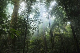 热带雨林