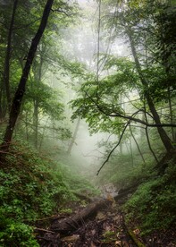 热带雨林