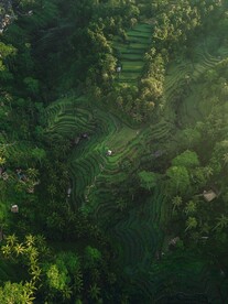 热带雨林