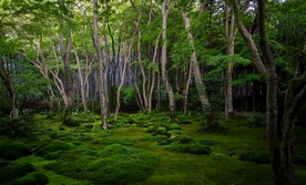 热带雨林 
