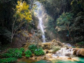 丛林雨林图片