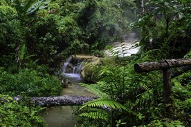 热带雨林 