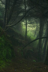丛林雨林图片