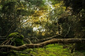 丛林雨林背景