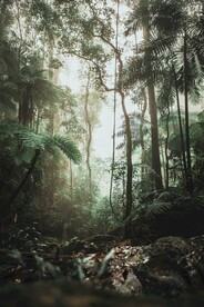 丛林雨林背景