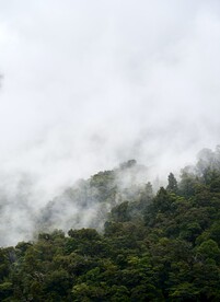 热带雨林
