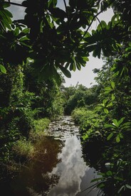 热带雨林
